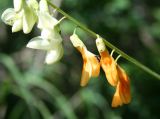 Lathyrus gmelinii