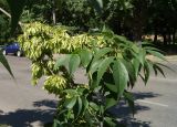 Fraxinus pennsylvanica