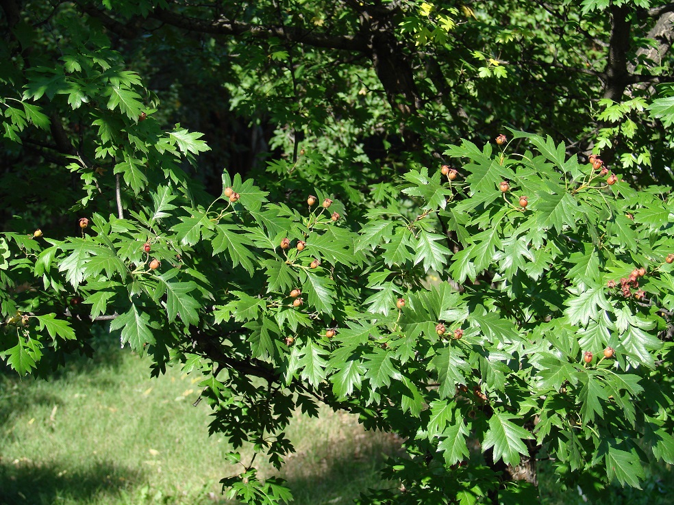 Image of Crataegus pinnatifida specimen.