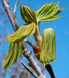 Aesculus hippocastanum