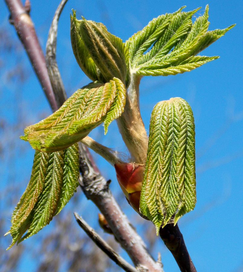 Изображение особи Aesculus hippocastanum.