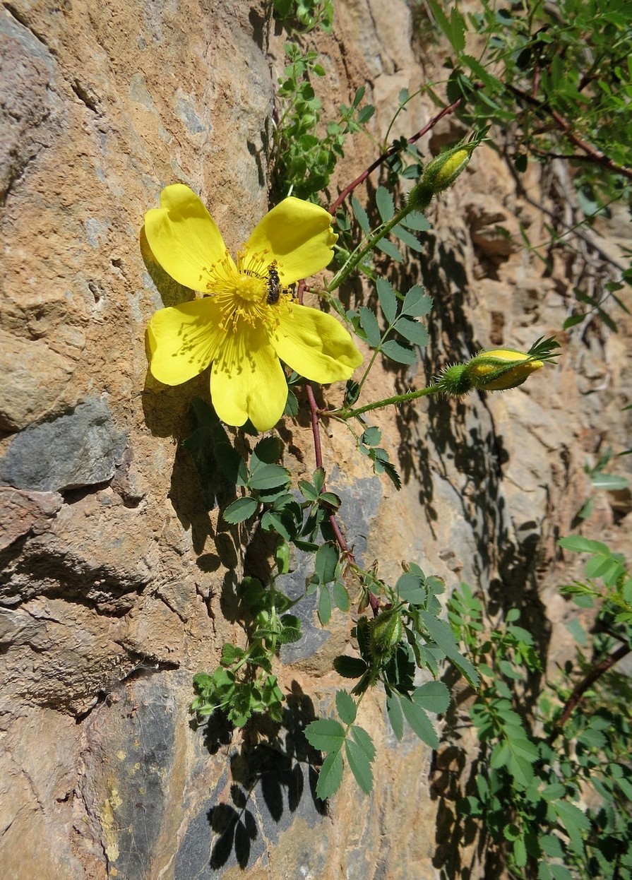 Image of Rosa kokanica specimen.