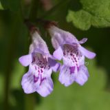 Glechoma longituba. Цветки. Приморский край, Шкотовский р-н, окр. с. Романовка, полидоминантный пойменный лес на левом берегу р. Суходол. 20.05.2015.