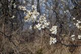 Prunus stepposa. Верхушка побега с цветками. Республика Адыгея, г. Майкоп, восточная окраина города, у вязовой рощи. 22.03.2016.