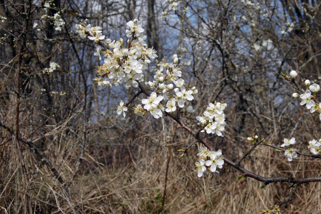 Image of Prunus stepposa specimen.