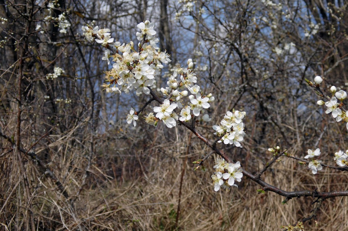 Изображение особи Prunus stepposa.