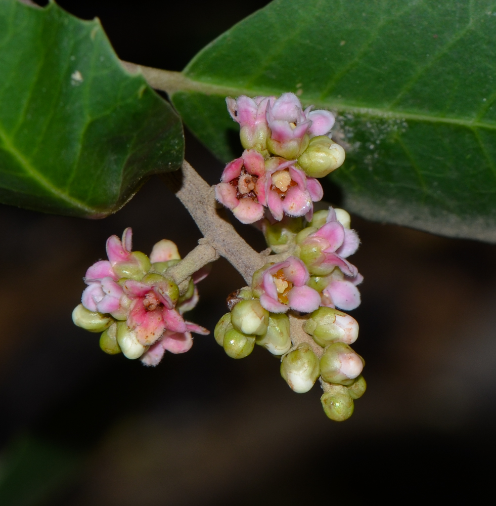 Image of Rhus integrifolia specimen.