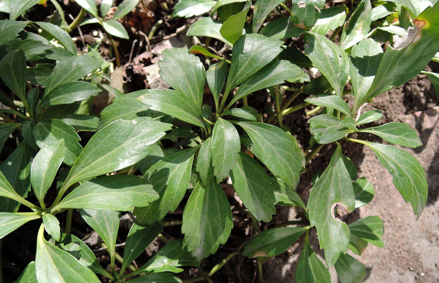 Изображение особи Pachysandra terminalis.