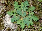 genus Papaver