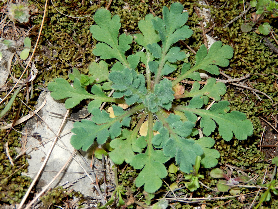 Изображение особи род Papaver.