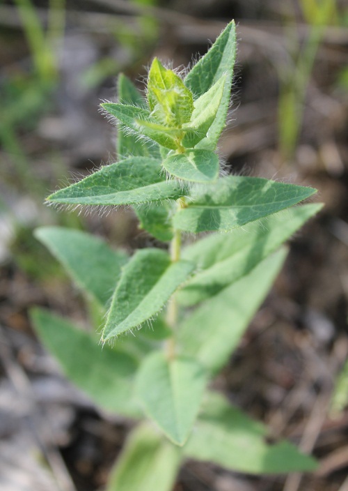 Изображение особи Hieracium virosum.