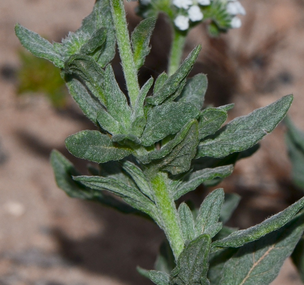 Изображение особи Heliotropium erosum.