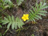 Potentilla anserina. Цветущее растение. Украина, Житомирская обл., Новоград-Волынский р-н, луг. 20.05.2016.