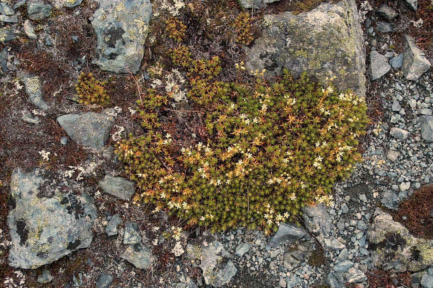 Image of genus Saxifraga specimen.