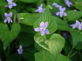 Viola acuminata. Верхушка цветущего растения. Приморье, окр. г. Находка, у лесной тропы. 05.06.2016.