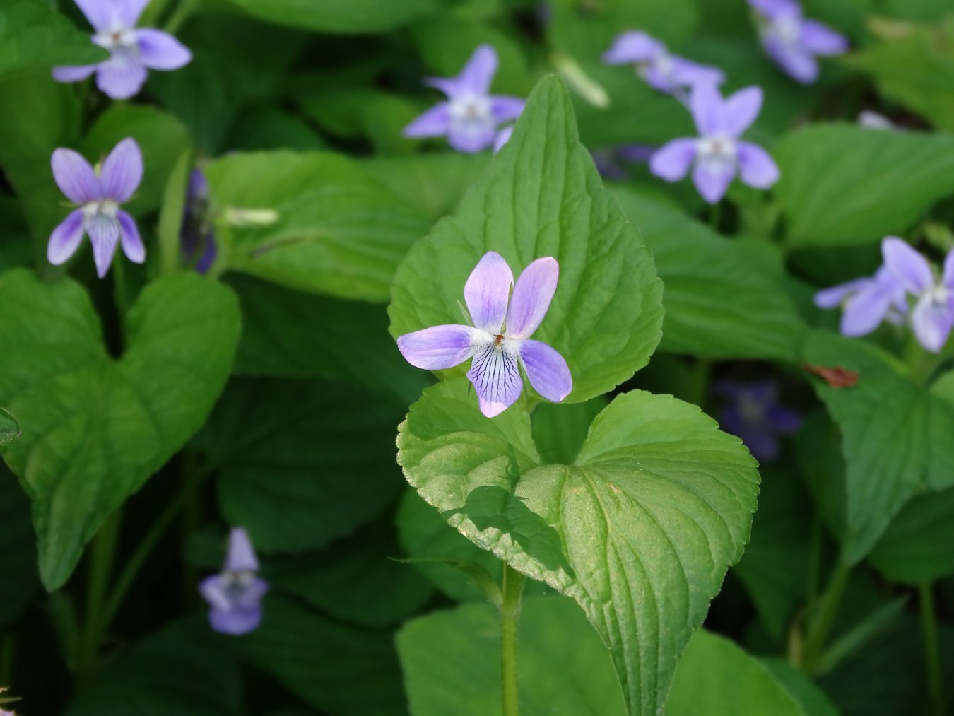 Изображение особи Viola acuminata.