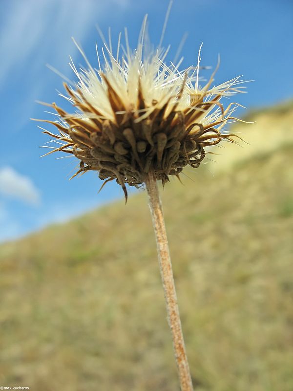 Image of Jurinea ewersmannii specimen.