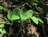 Polygonatum glaberrimum. Плодоносящее растение, поражённое микромицетами. Краснодарский край, Абинский р-н, окр. пос. Новый, лес. 10.06.2016.