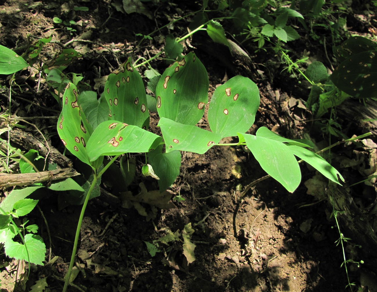 Изображение особи Polygonatum glaberrimum.