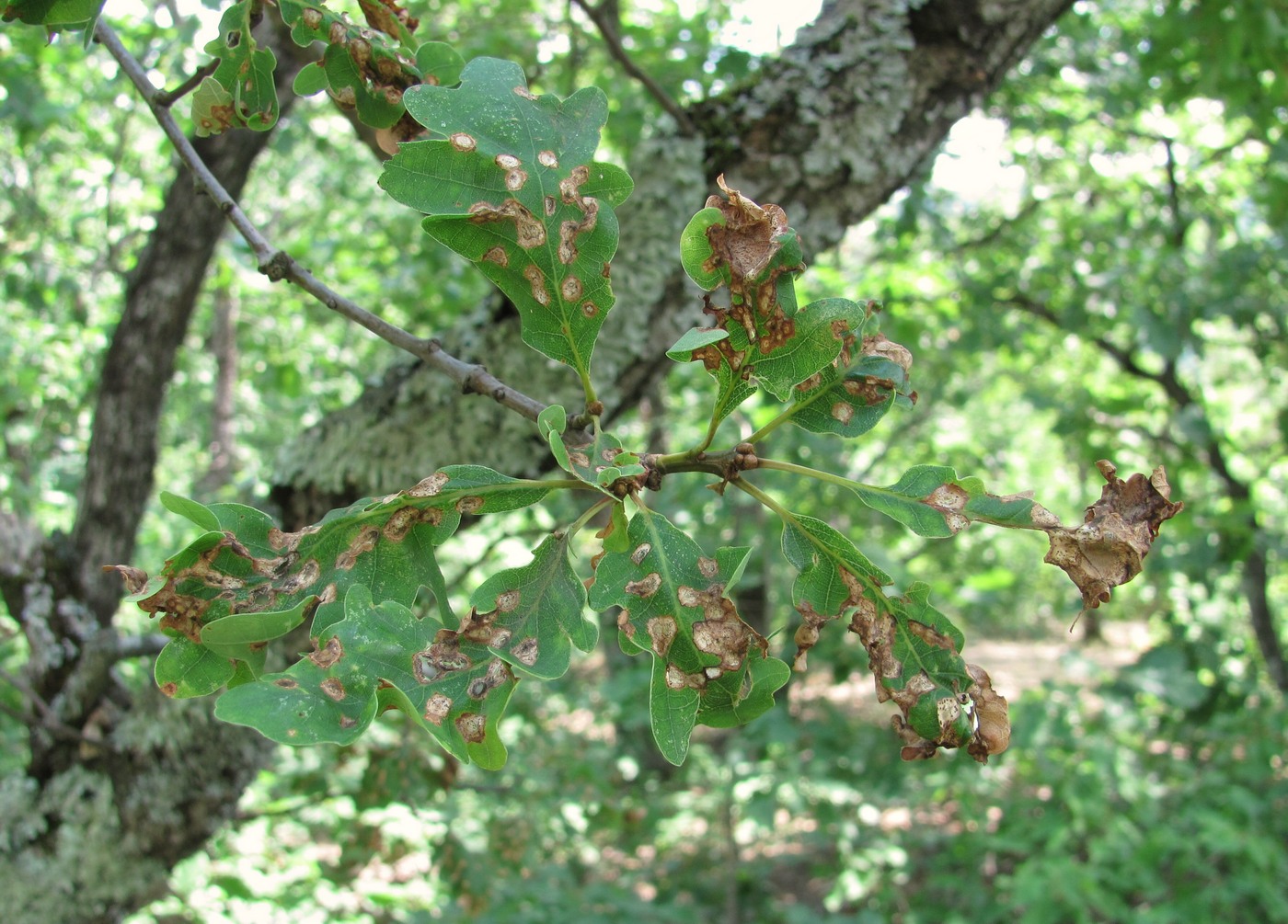 Image of Quercus petraea specimen.