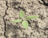 Chenopodium album