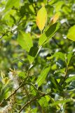 Salix myrsinifolia