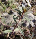 Thymus marschallianus