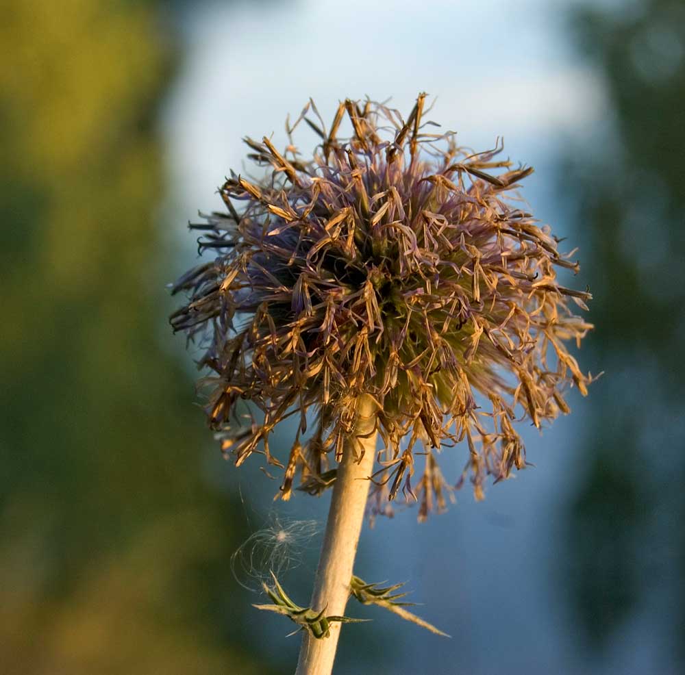 Image of Echinops ruthenicus specimen.
