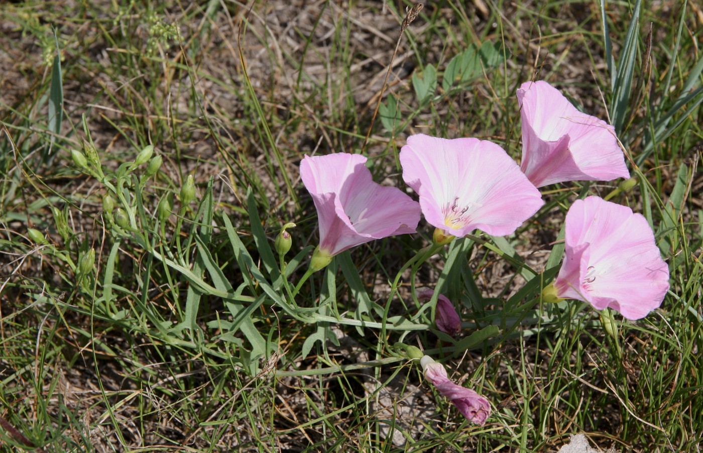 Image of Convolvulus chinensis specimen.