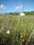 Scabiosa ochroleuca. Верхушка цветущего растения. Пензенская обл., Наровчатский р-н, с. Новые Пичуры, остепнённый луг на склоне с выходами мергелисто-меловых пород. 4 июля 2015 г.