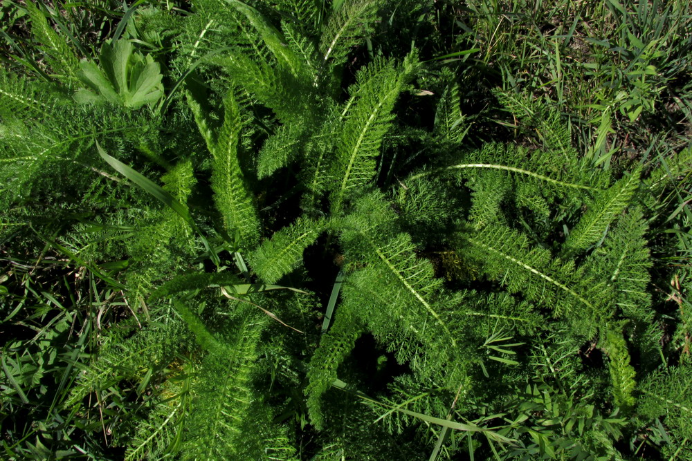 Image of Achillea kuprijanovii specimen.
