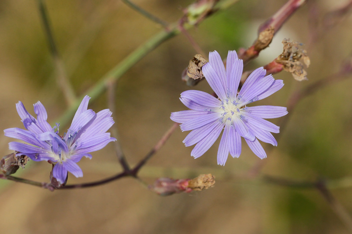 Изображение особи Lactuca tatarica.