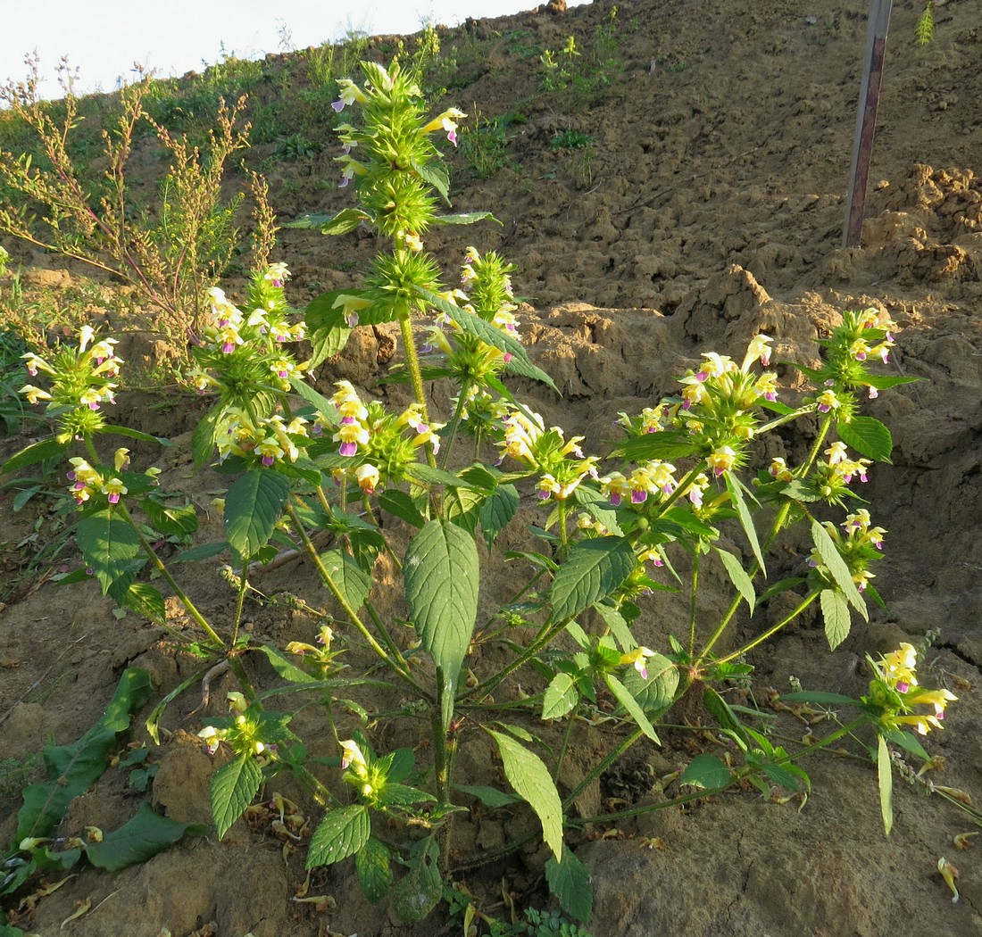 Изображение особи Galeopsis speciosa.