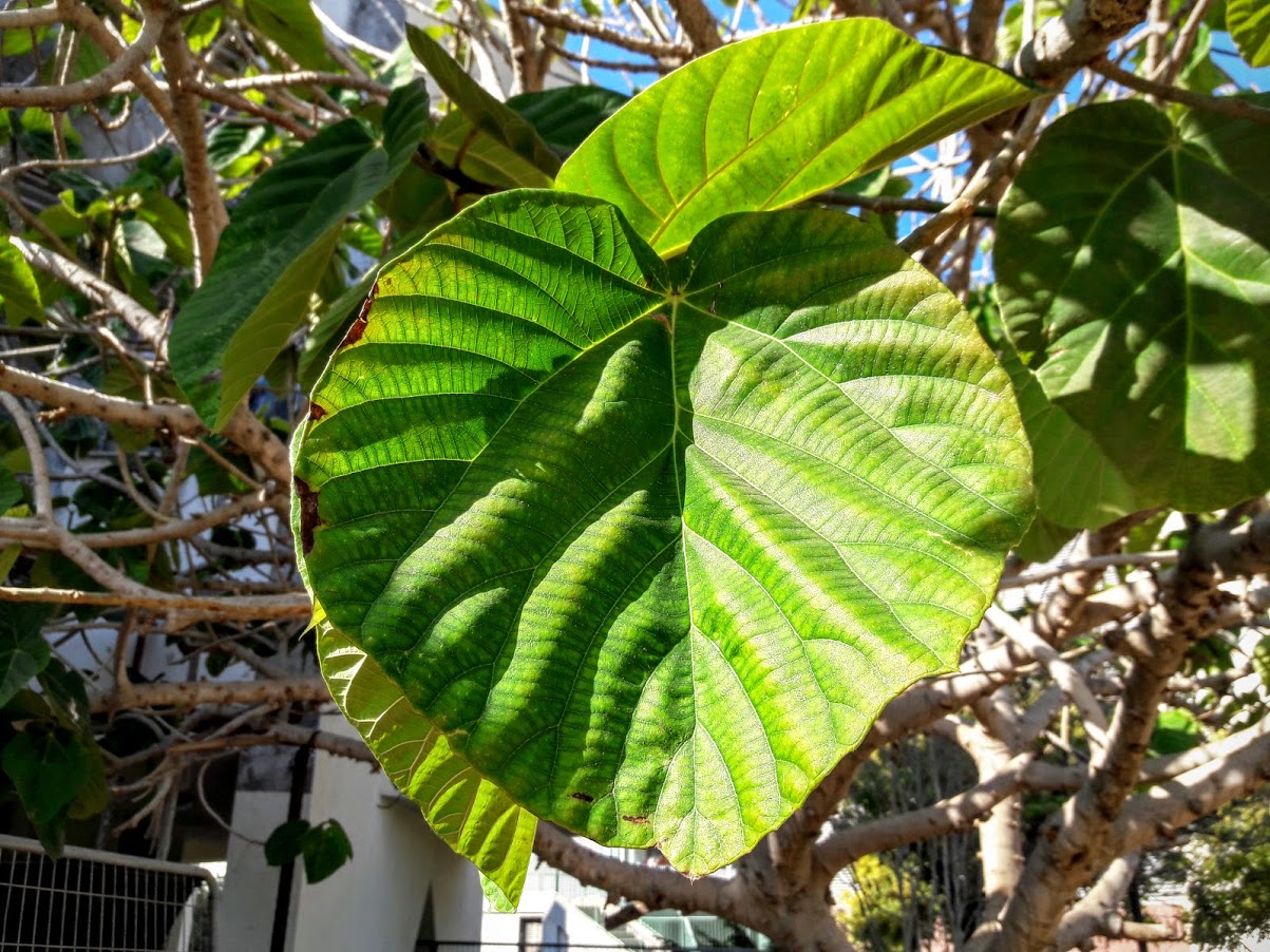 Изображение особи Ficus auriculata.