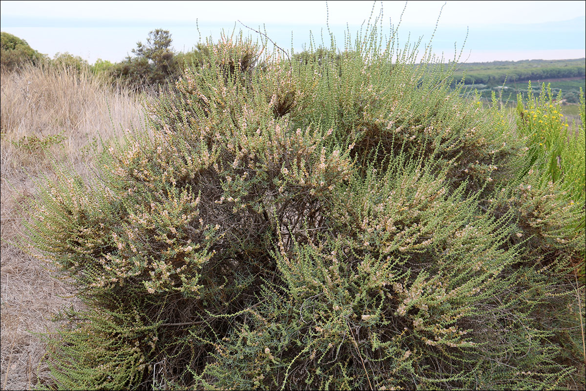 Image of Salsola oppositifolia specimen.