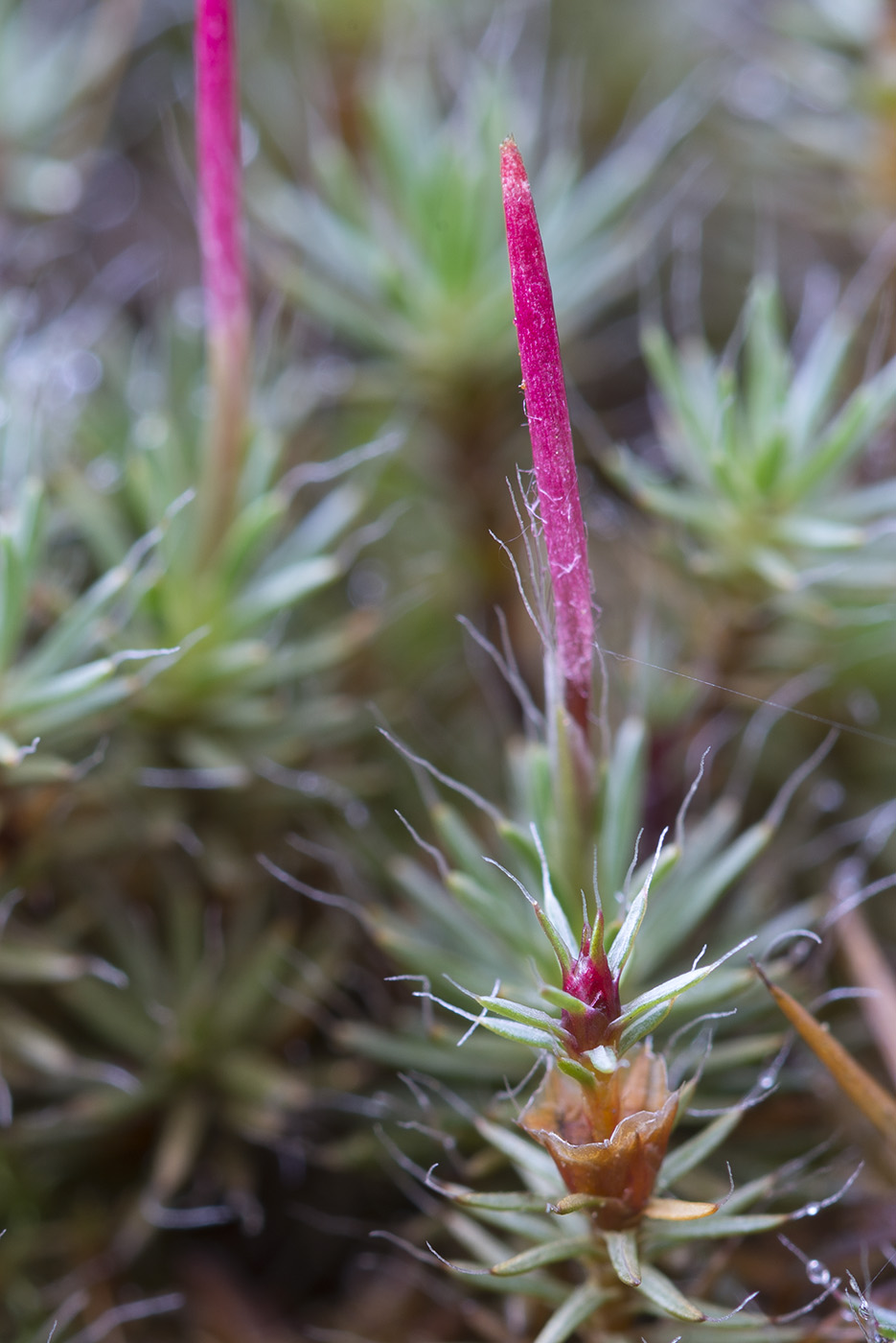 Image of Polytrichum piliferum specimen.