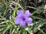 Ruellia simplex