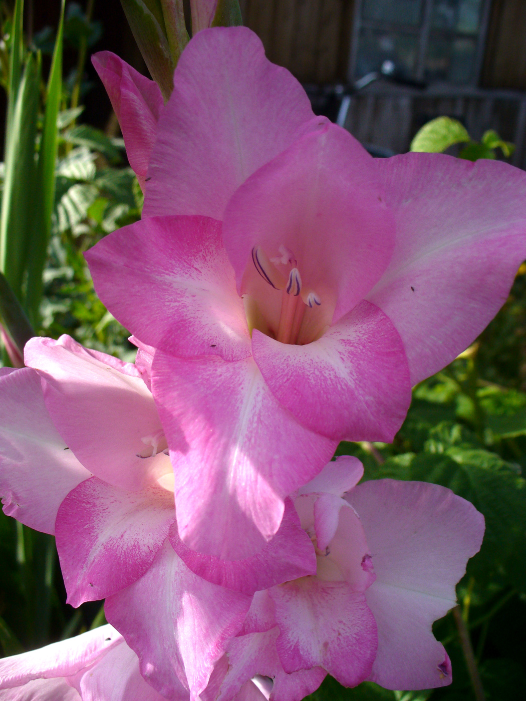 Image of Gladiolus × colvillei specimen.