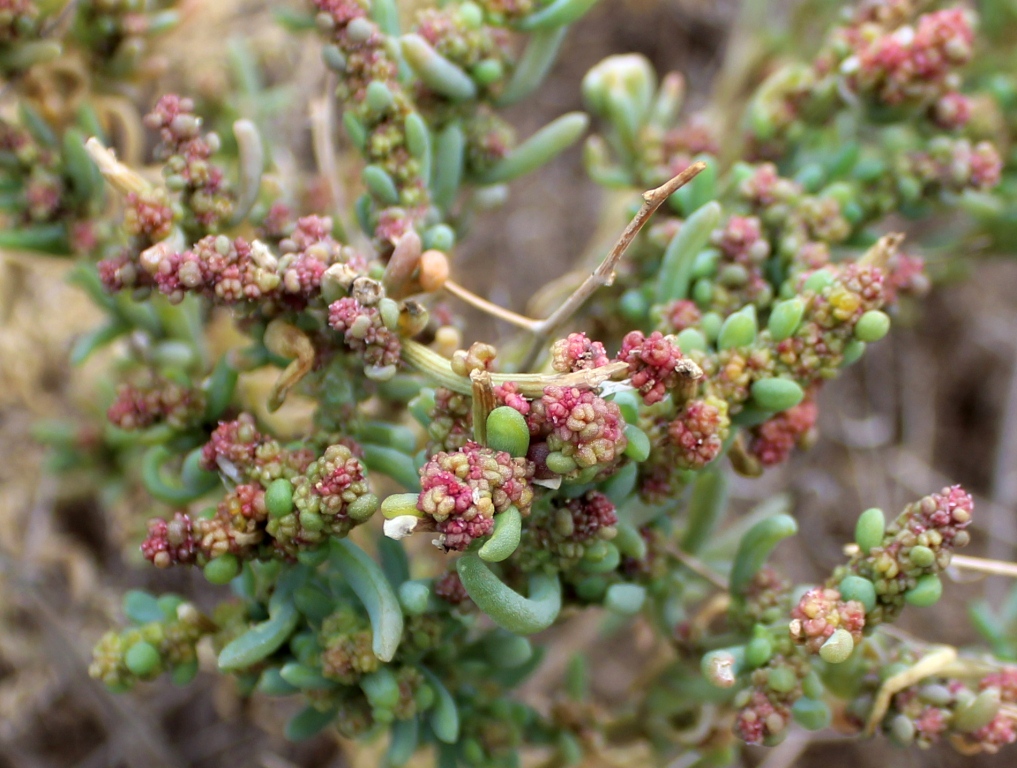 Image of Suaeda arcuata specimen.