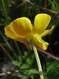 Ranunculus bulbosus