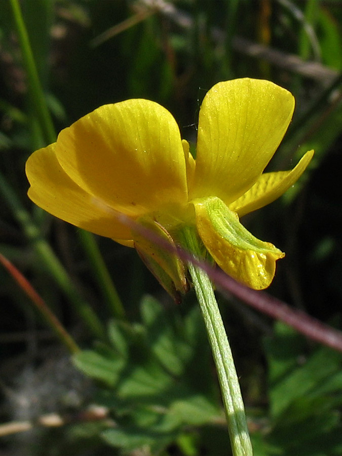 Изображение особи Ranunculus bulbosus.