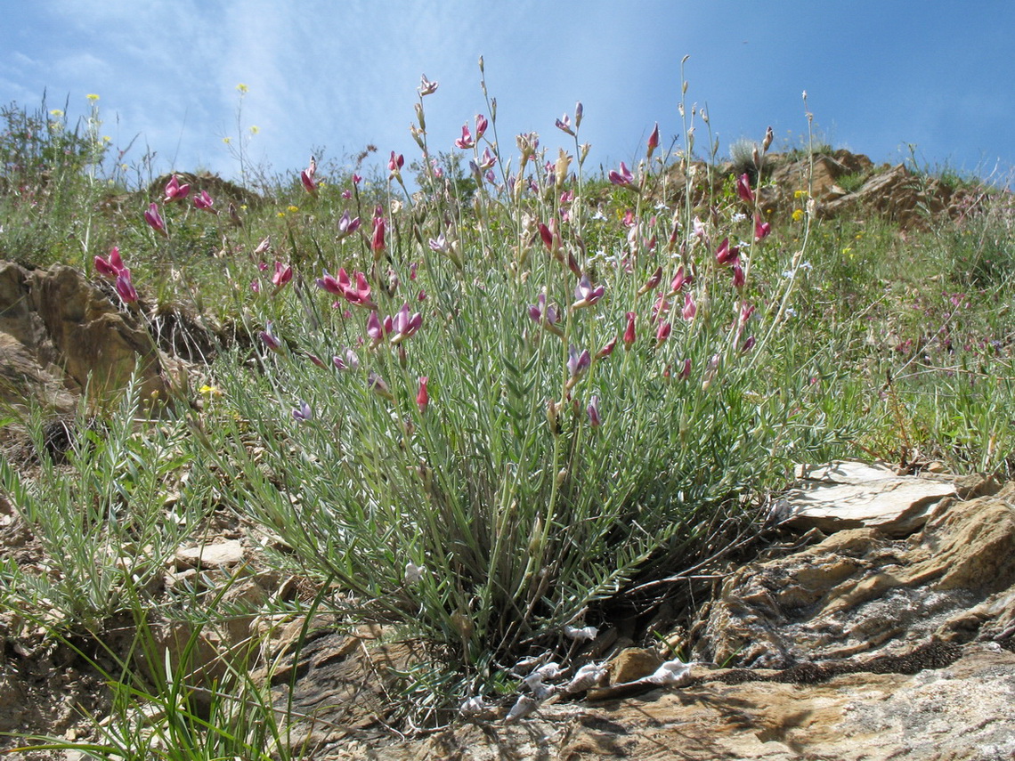 Изображение особи Oxytropis semenowii.