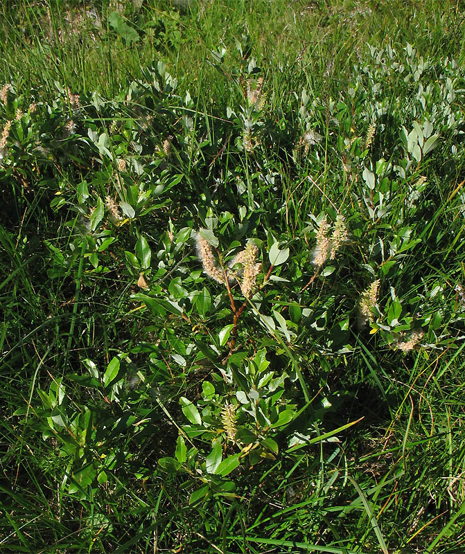 Image of Salix rhaetica specimen.