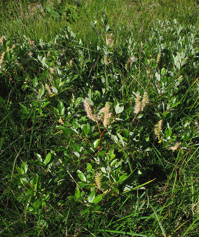 Изображение особи Salix rhaetica.