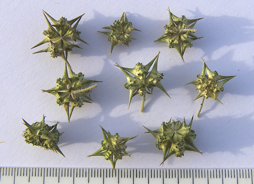 Image of Tribulus terrestris specimen.