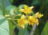 Lysimachia vulgaris. Соцветие. Украина, г. Запорожье, о-в Хортица, южная часть острова, под деревьями, возле ручья. 12.08.2016.