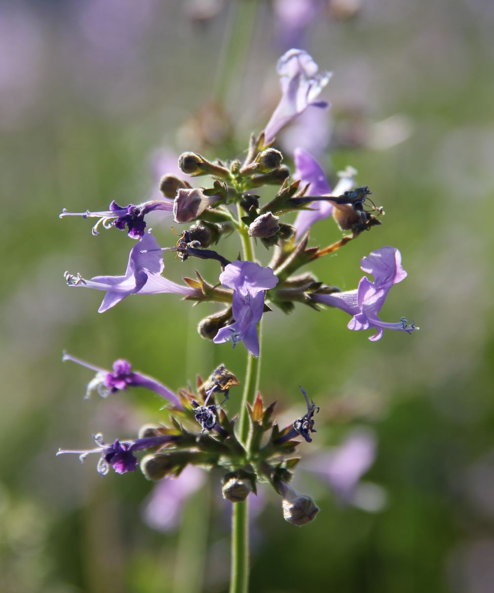 Изображение особи Lophanthus schtschurowskianus.