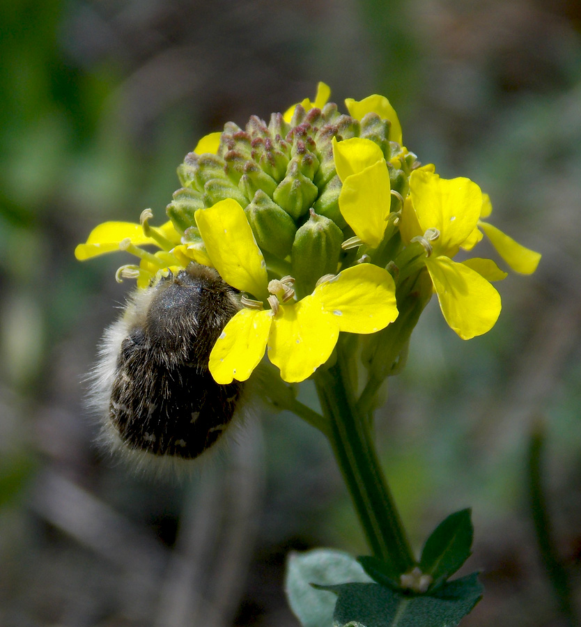 Image of Erysimum cuspidatum specimen.