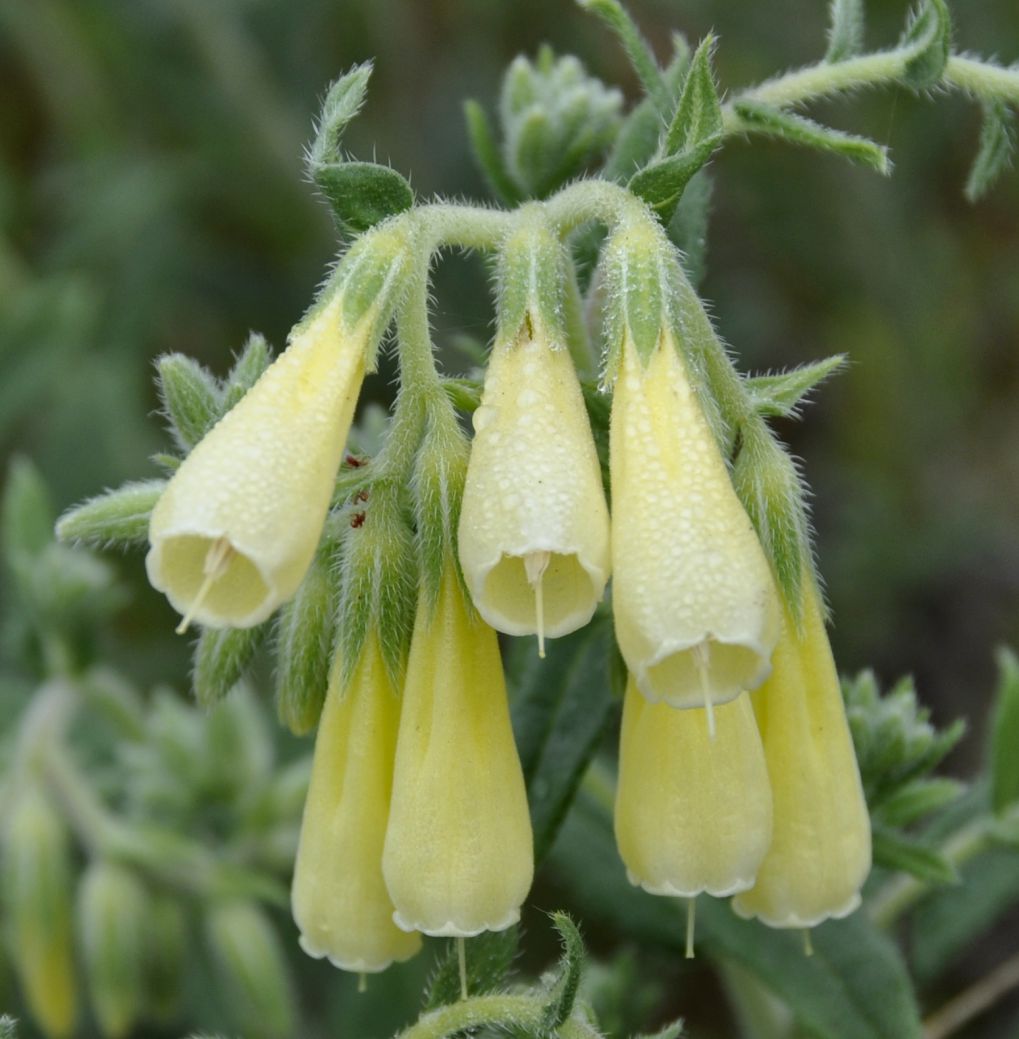 Изображение особи Onosma heterophylla.