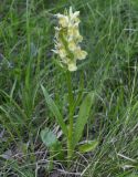 Dactylorhiza sambucina